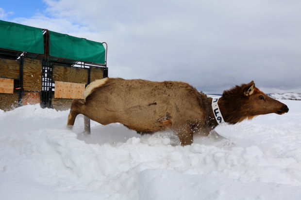 Elk Brucellosis Study